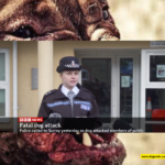 Woman Killed in Attack by Pet Dog in Coventry, UK
